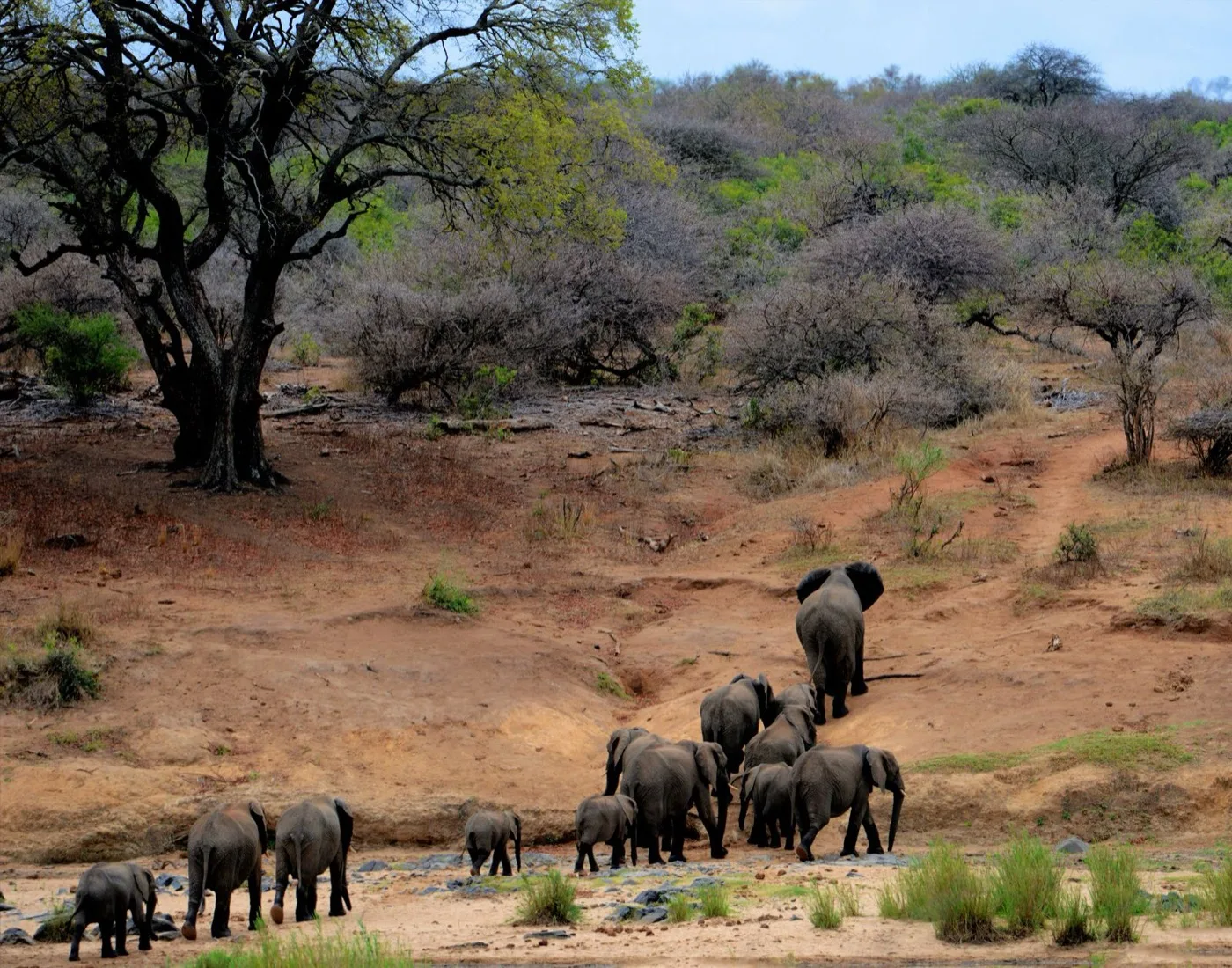 African elephants walking across open savanna